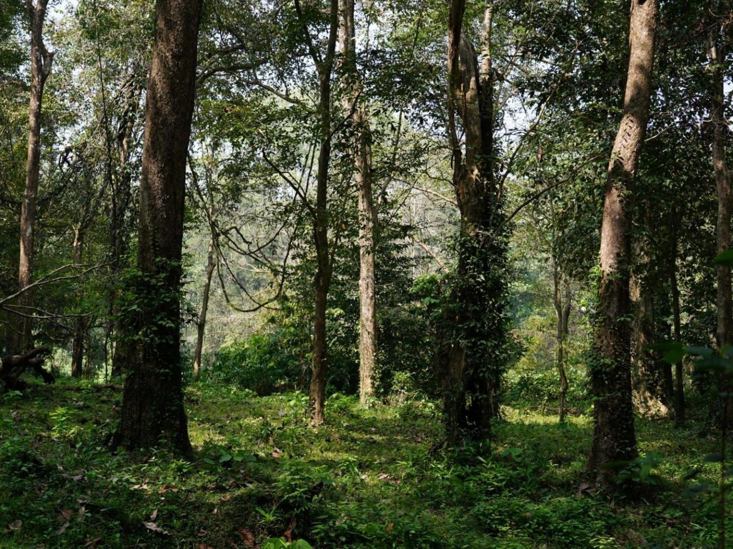Sanjeevini Life Care Village - A Science Based Non - Invasive Holistic Wellness Destination Kochi Dış mekan fotoğraf